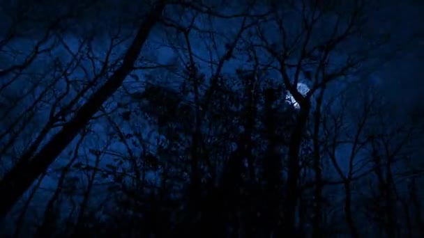 Neige Foudre Dans Les Bois Effrayants Sur Nuit Clair Lune — Video