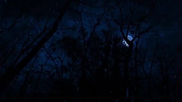 Neige Tombe Dans Les Bois Nuit Pov — Video