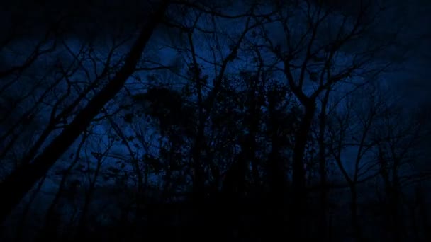 Κινούμενοι Κάτω Από Ψηλά Σκοτεινά Δέντρα Νύχτα Στο Δάσος — Αρχείο Βίντεο