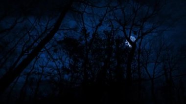 Korkulu Sahnenin Üzerindeki Ay 'la Gece Ormanlarında Yürüyorum