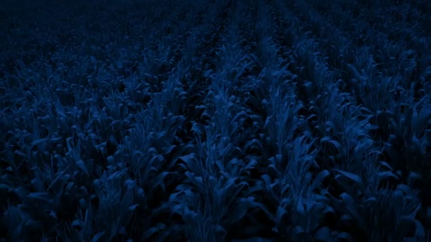 Luftaufnahme Eines Maisfeldes Spät Der Nacht — Stockvideo