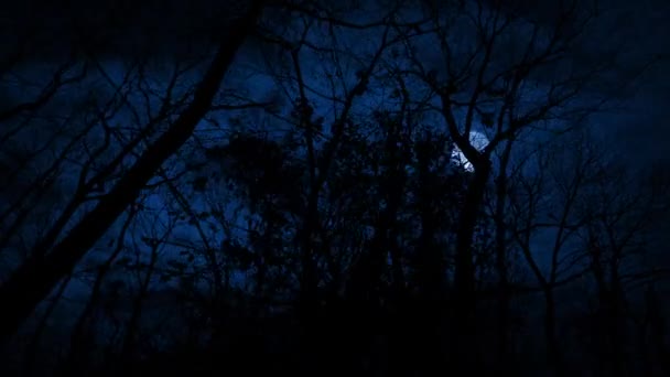 Marcher Dans Les Bois Nuit Avec Lune Dessus Scène Effrayante — Video