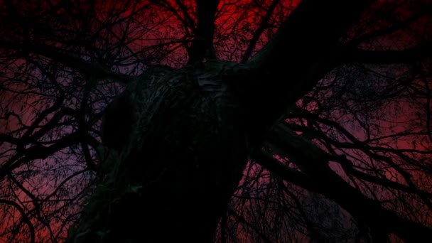 Paranormaler Himmel Hinter Vernarbtem Alten Baum — Stockvideo