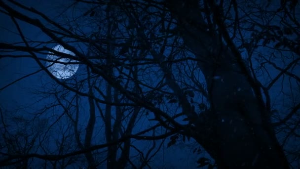 Snowing Woodland Moon Moving Shot — Stock video