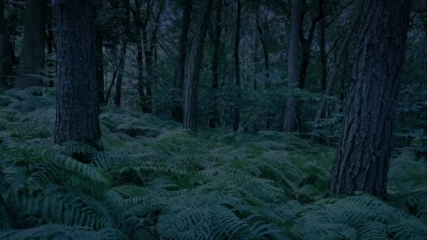 Alacakaranlık Ormanı Huzurlu Doğa Arkaplanı — Stok video