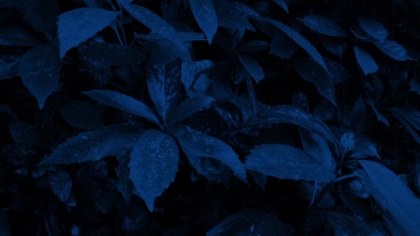 Pasando Arbustos Oscuridad — Vídeos de Stock