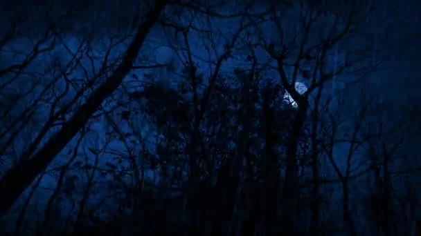Дождь Молния Лесу Поздно Ночью — стоковое видео