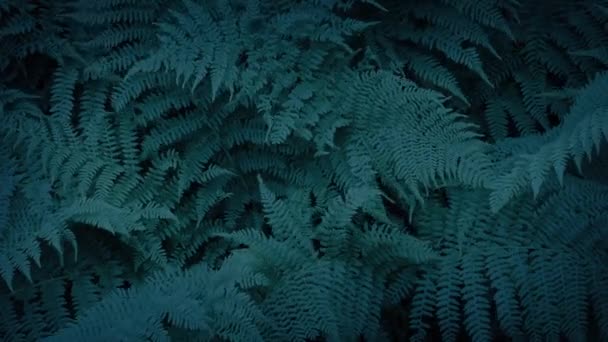 Ferns Move Breeze Dark Forest — Stock Video