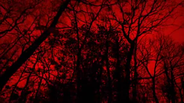 Spaziergang Unter Bäumen Beängstigenden Roten Wald — Stockvideo