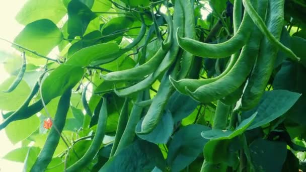 Feijão Legumes Crescendo Jardim Tiros — Vídeo de Stock