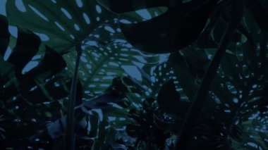 Akşamları Egzotik Orman Bitkilerinin Altında Taşınma