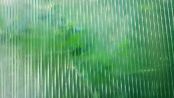 Dışarıda Bitkilerin Esindiği Pencere — Stok video