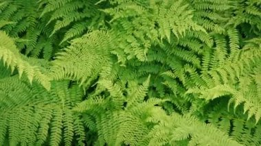 Yazın Eğreltiotları Ayini