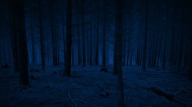 Gece yarısı ormanda korkunç bir hayvan sürüsü belirdi.