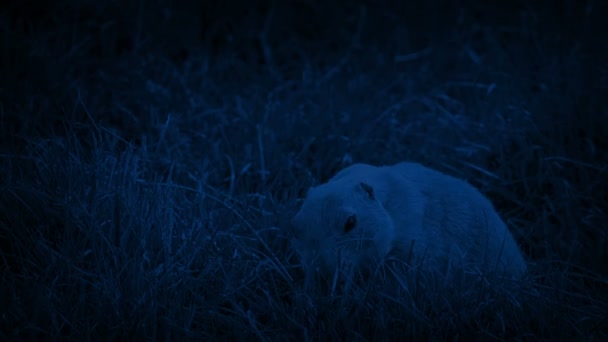 Prarie Köpek Geceleri Küçük Kemirgen — Stok video