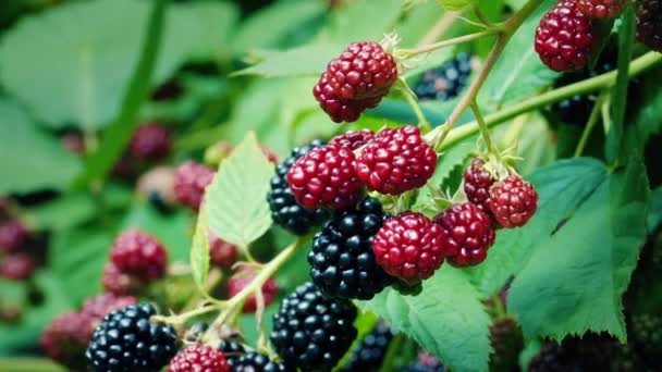 Blackberry Bush Avec Des Fruits Mûrs Non Mûrs — Video