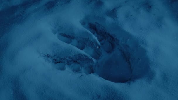След Динозавра Сцене Снежного Юрского Периода — стоковое видео