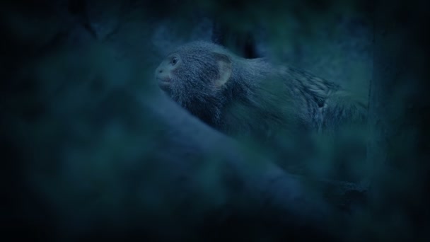 Μικρή Μαϊμού Κοιτάζει Γύρω Από Ζούγκλα Βράδυ — Αρχείο Βίντεο