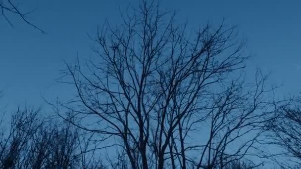 冬の夜に木の上に雪の滝 — ストック動画