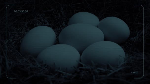 Κλειστό Κύκλωμα Τροφοδοσίας Των Αυγών Στη Φωλιά Νύχτα — Αρχείο Βίντεο
