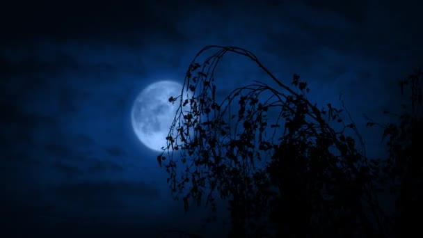 树梢在夜间摇曳 月亮在夜间摇曳 — 图库视频影像