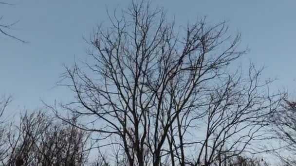 Σκουπίστε Δέντρο Ημέρας Στη Δασική Πυρκαγιά — Αρχείο Βίντεο