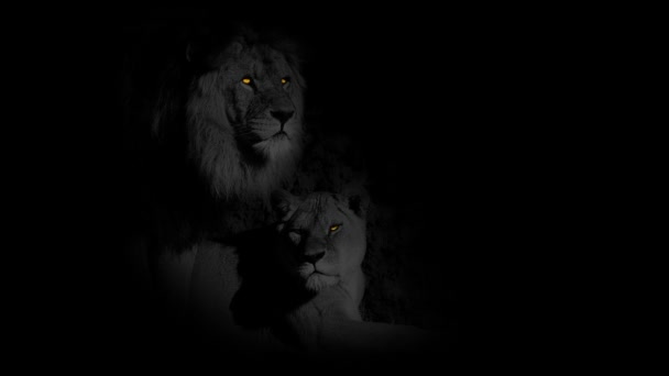 Власть Льва Льва Горящими Глазами — стоковое видео