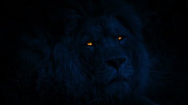 Koca Aslan gece parlayan gözleriyle yukarı bakar.