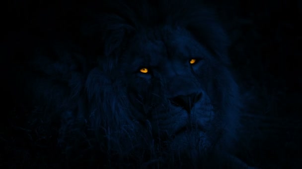 Μεγάλο Λιοντάρι Κοιτά Ψηλά Λαμπερά Μάτια Νύχτα — Αρχείο Βίντεο