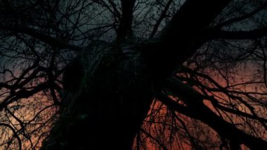 Eski Ağaç Siluetinin Arkasında Dramatik Gökyüzü