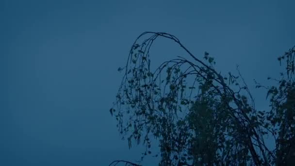 夕方に木の枝をドロップする — ストック動画