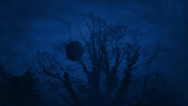 Starkregen Der Nacht Auf Alten Überwucherten Baum — Stockvideo