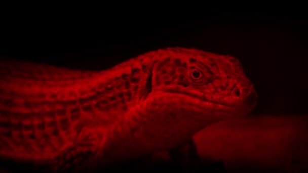 Lizard Blinks Looks Heat Lamp — Stock Video