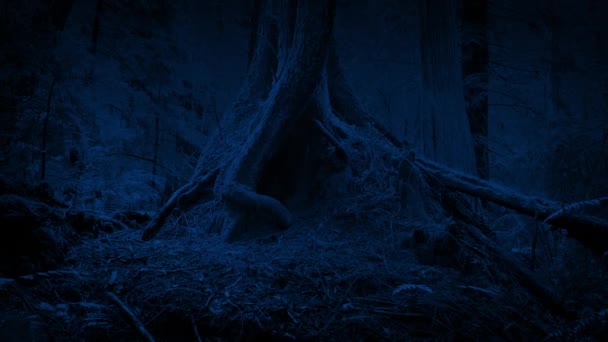 Прохождение Корней Дерева Лесу Ночью — стоковое видео