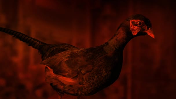 Ateş Işığı Konağında Doldurulmuş Kuş — Stok video