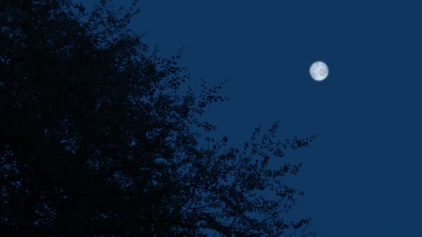 Baumwipfel Bewegt Sich Sanfter Brise Mit Dem Mond Darüber — Stockvideo