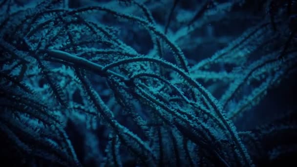Okyanusun Derinliklerindeki Tropikal Mercan Bitkisi — Stok video