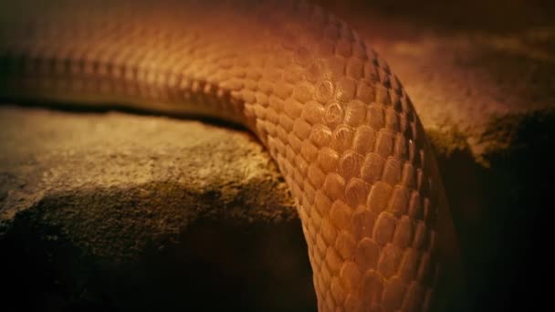 Serpente Movendo Para Cima Sobre Ledge Closeup — Vídeo de Stock
