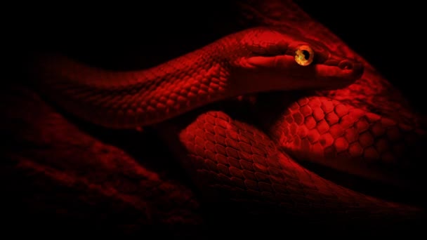 Змія Спостерігає Вогняному Дияволі Концепція Сатани — стокове відео