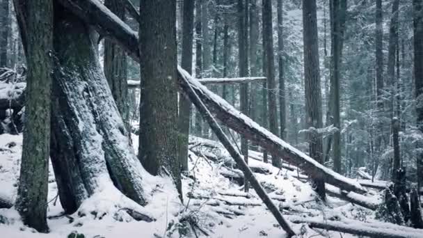 Caídas Nieve Árboles Forestales Invierno — Vídeos de Stock