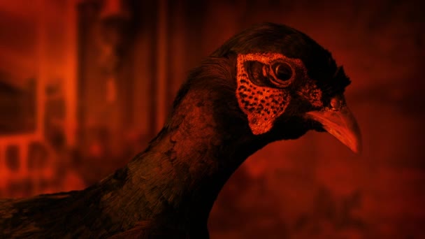 Ausgestopfter Vogel Firelight Spooky Mansion Detail — Stockvideo