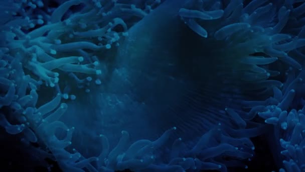 Tentáculos Arrecife Coral Criatura Mar Oscuro — Vídeo de stock