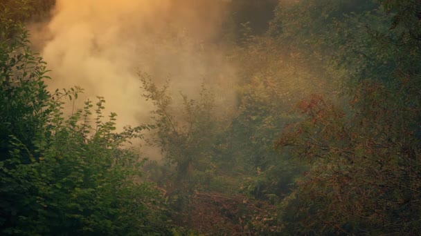 Residuos Plantas Incendiarias Jardín Por Tarde — Vídeos de Stock