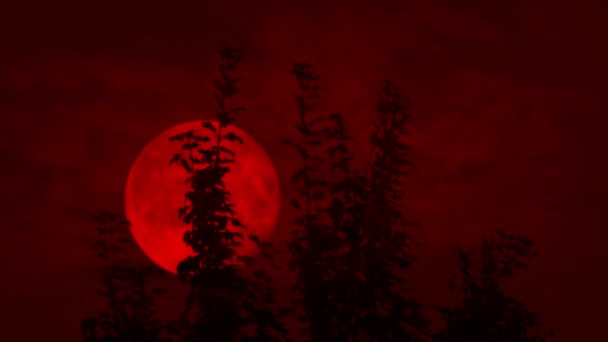 Τρομακτικό Κόκκινο Φεγγάρι Κινείται Πίσω Από Την Κορυφή Δέντρο — Αρχείο Βίντεο