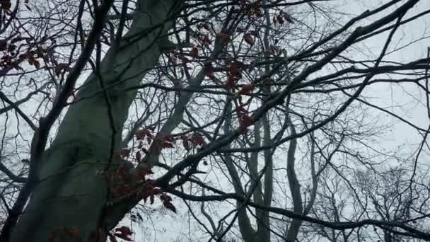 День Ночь Vfx Вытирает Деревья Лесу — стоковое видео