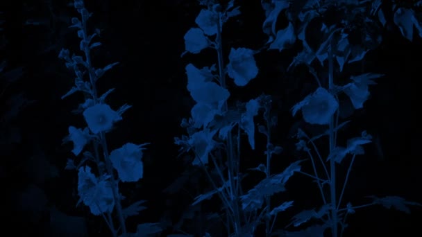 Місячне Сяйво Садові Квіти Бризі — стокове відео