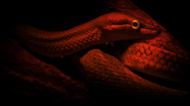 Snake Fire Glow Closeup — Stock video