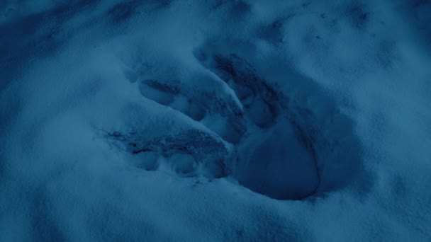 Dinosaurier Fußabdruck Der Prähistorischen Schneeszene — Stockvideo
