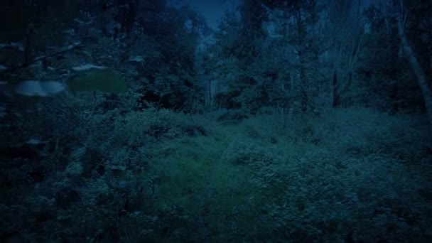 Caminando Bosque Por Noche Pov — Vídeos de Stock