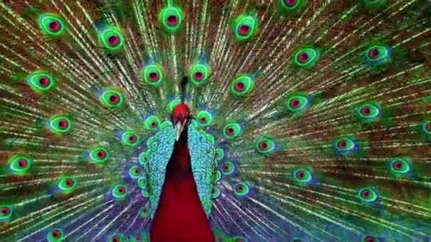 Psychedelische Peacock Kleur Veranderingen Schudden Zijn Veren — Stockvideo